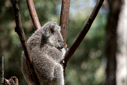 Fototapeta Naklejka Na Ścianę i Meble -  the young koala is resting in the fork of a tree