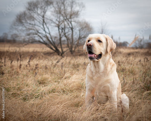 Labrador