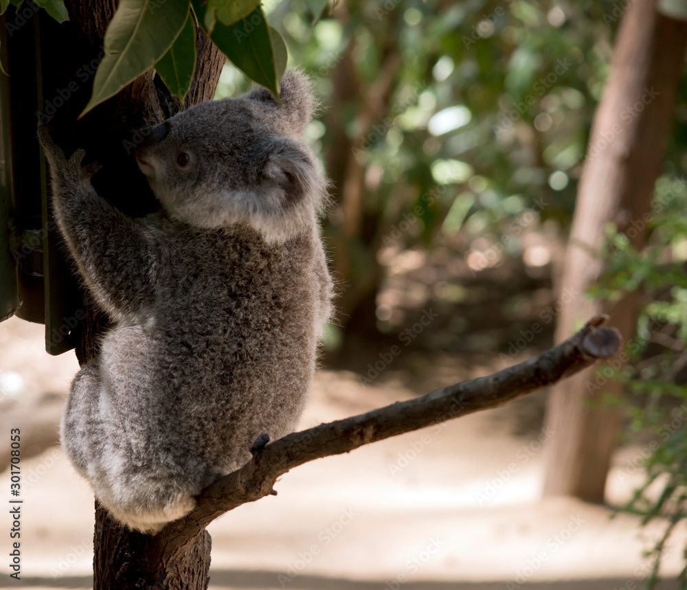 Fototapeta premium the joey koala is eating leaves