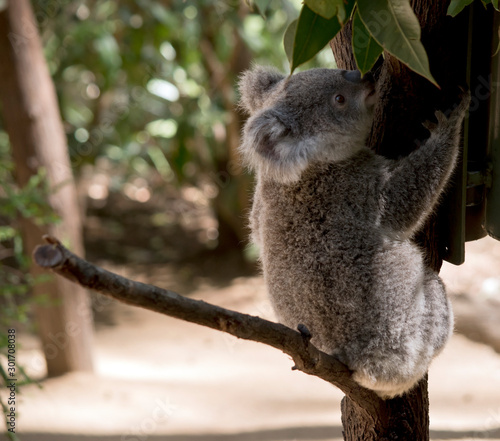 the joey koala is eating leaves