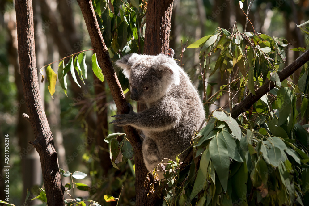 Fototapeta premium the joey koala is resting in a fork on a tree