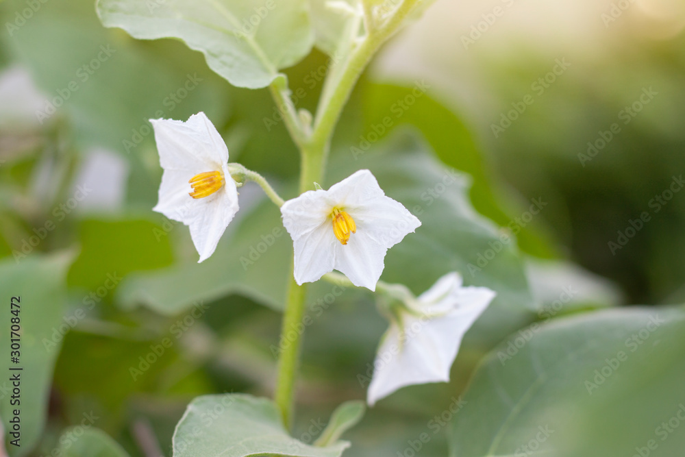 White flower of Thai Eggplant bloom in the garden. White flower of Thai Eggplant bloom in the garden.