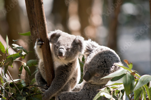 Fototapeta Naklejka Na Ścianę i Meble -  the joey koala is  next to his mother