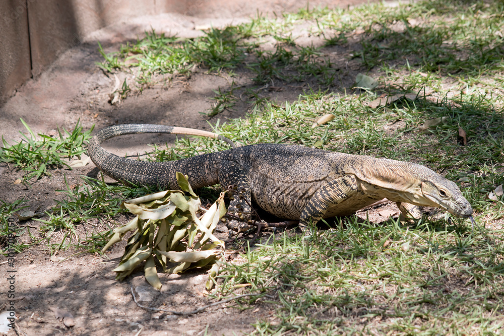 the lace monitor is looking for food the lace monitor is looking for food