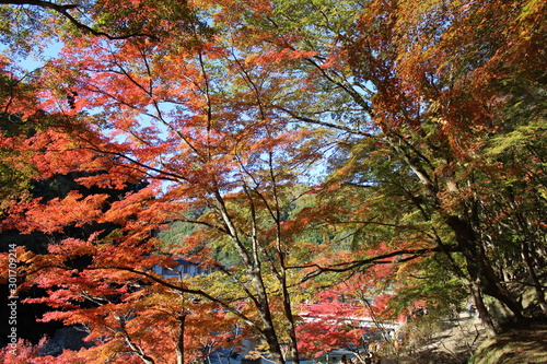 日本の愛知県の香嵐渓の紅葉の風景