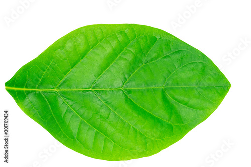 Top view green Avocado leaf on isolated white background  Top view green leaf on isolated white background 