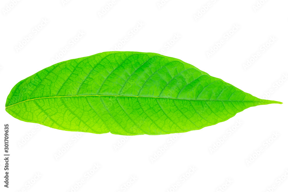 Fototapeta premium Green Cocoa leaf on isolated white background