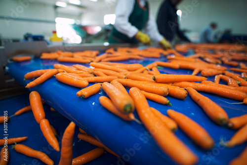 Fresh vegetables on conveyor belt being transported in food processing plant. Industrial workers selecting carrots for packing. photo