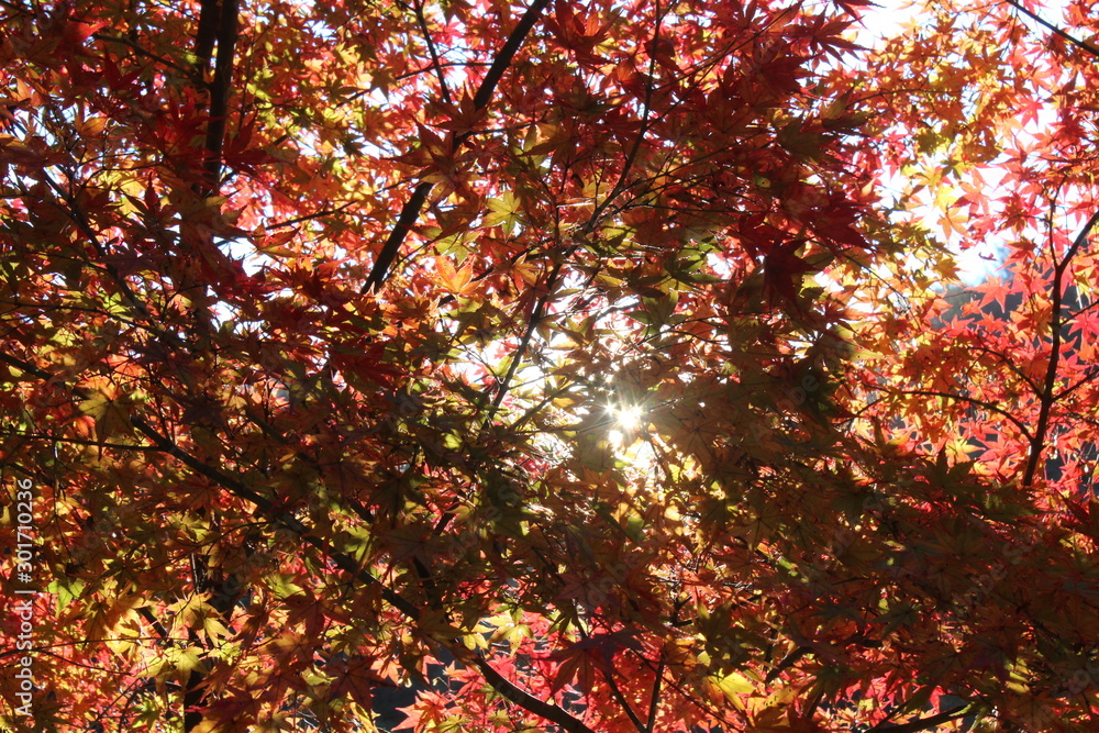 日本の愛知県の香嵐渓の紅葉の風景