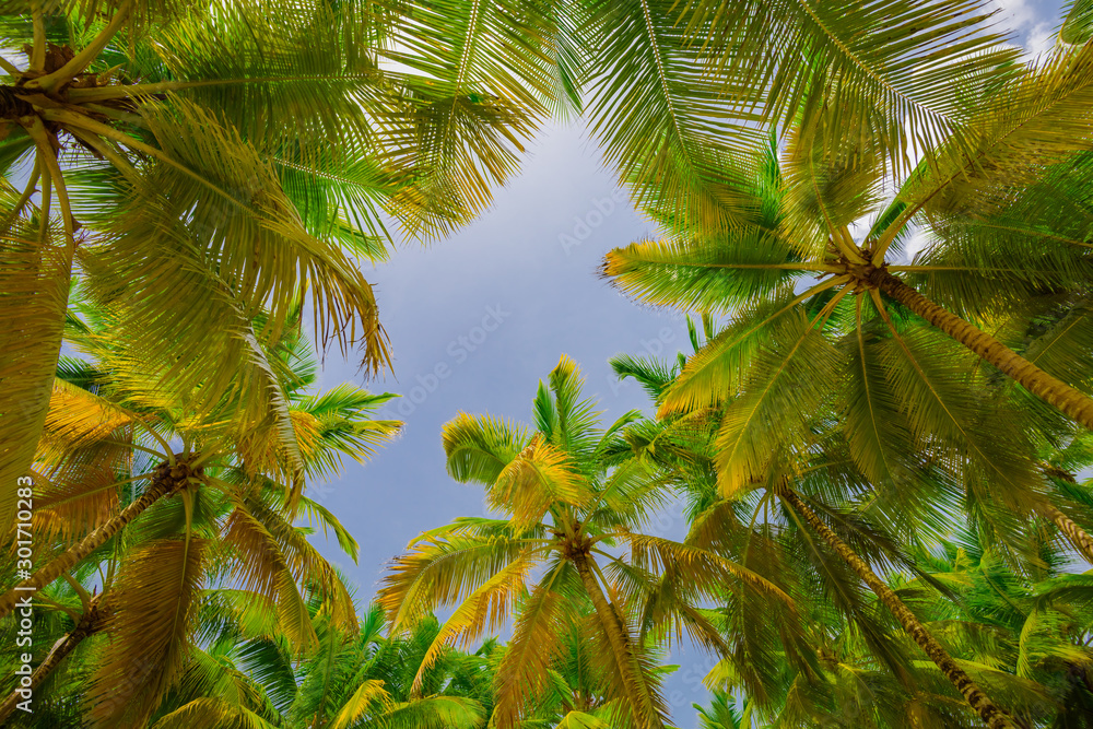 palm sun top Dominican Republic