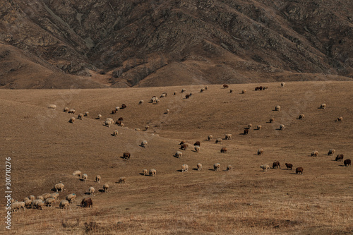 Fototapeta Naklejka Na Ścianę i Meble -  Sheep being herded enjoy grazing dry meadow on the slopes of hillside