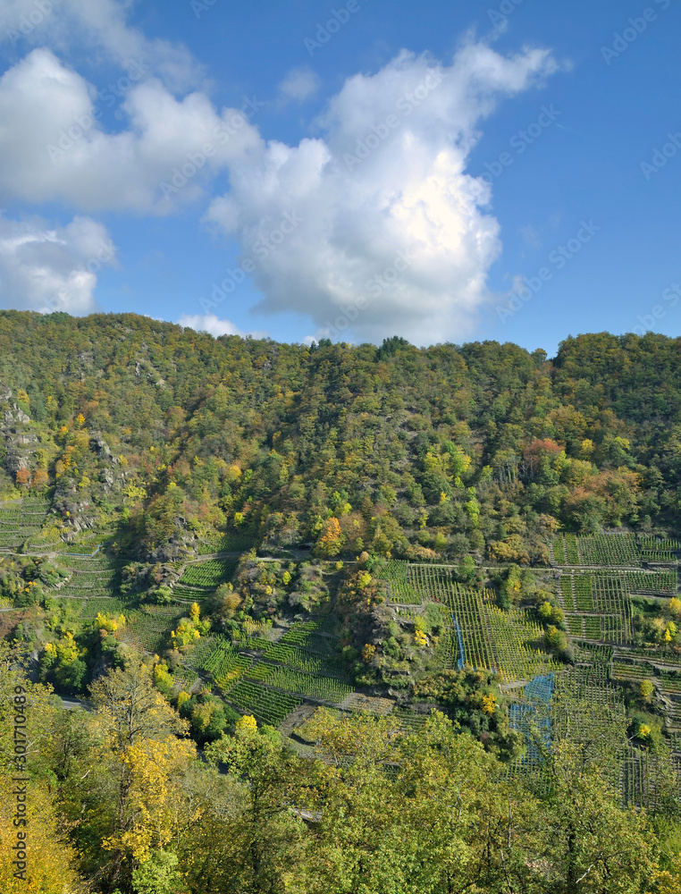 Herbst im Ahrtal mit Blick auf den Rotweinwanderweg durch die Weinberge,Rheinland-Pfalz,Deutschland