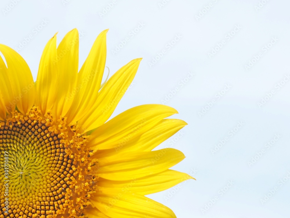 Fototapeta premium sunflower isolated on white background
