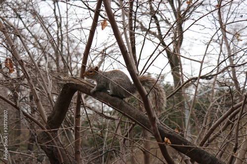 squirrel central park New York