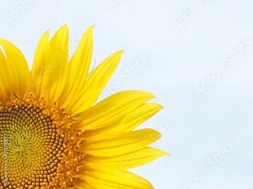 sunflower isolated on white background