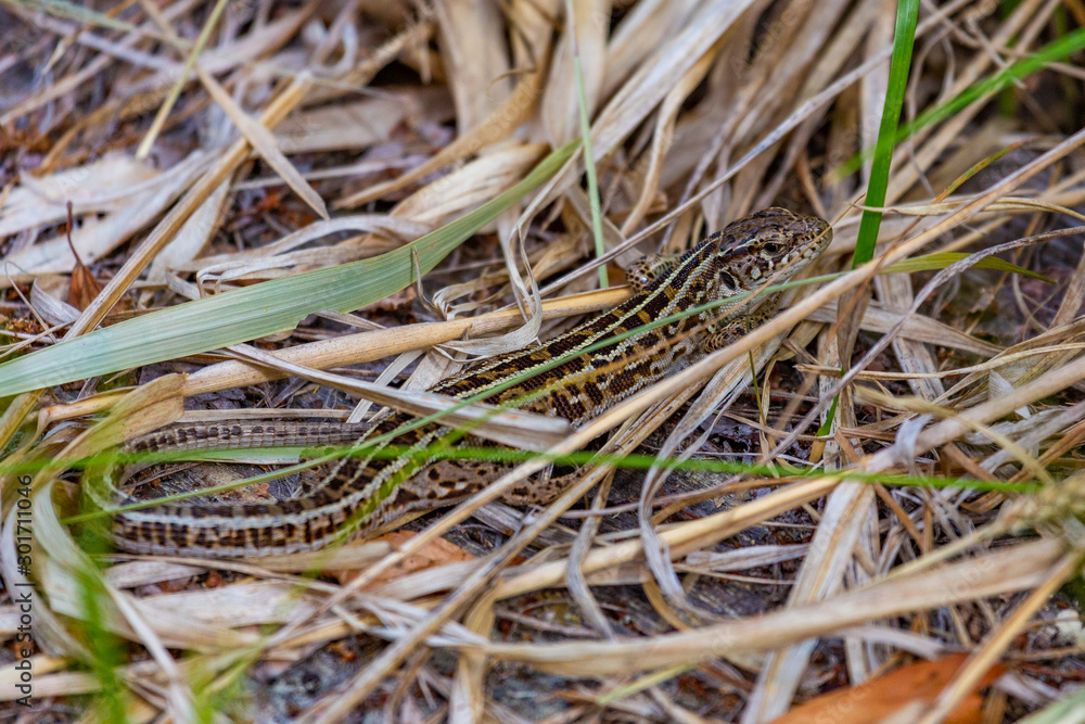 Little lizard among dry grass Little lizard among dry grass