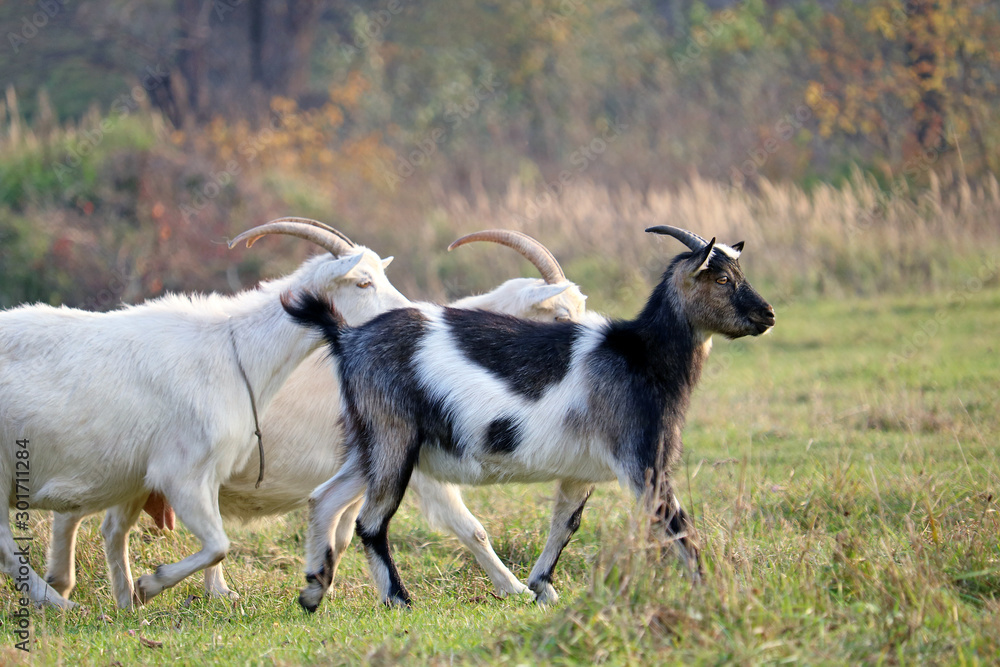 Obraz premium domestic goats