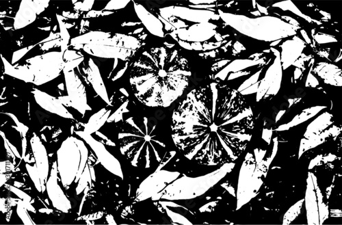  black and white image of a decorative pumpkin on a leaf  vector image