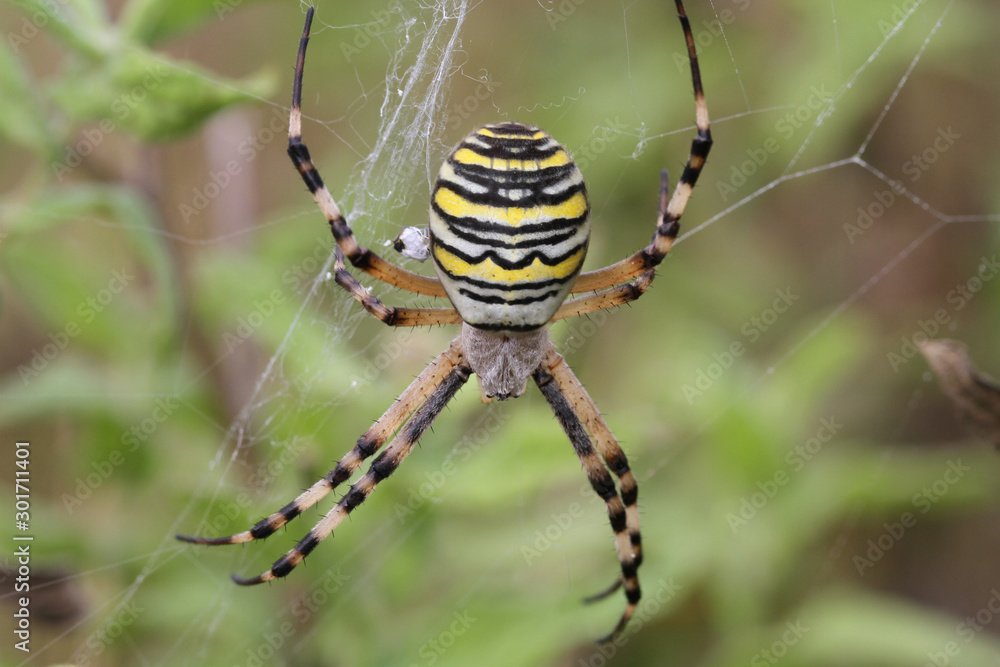 Argiope Argiope