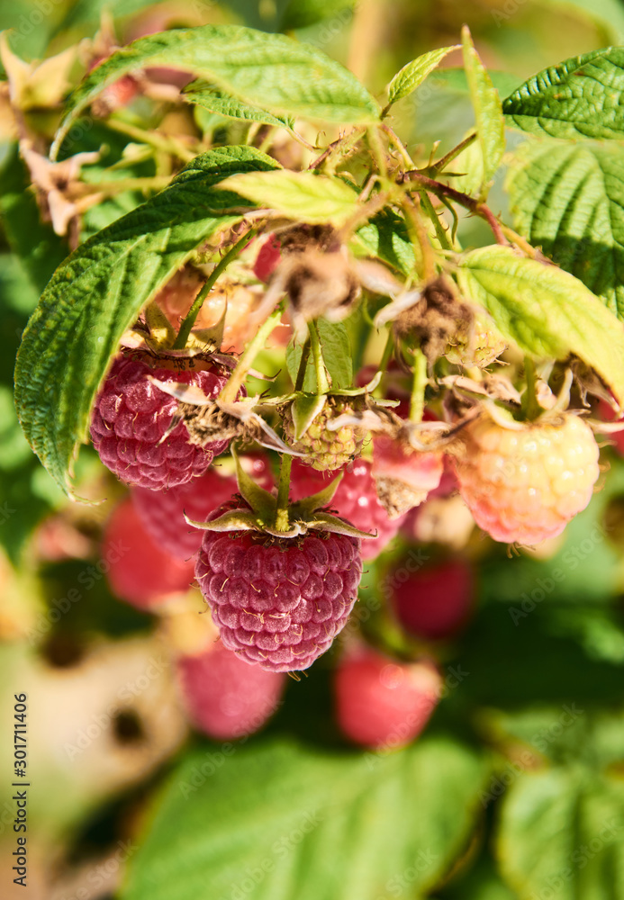 Branch of fall-bearing raspberry with red berries Branch of fall-bearing raspberry with red berries