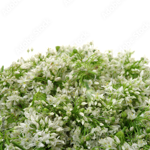 Chinese chive flower on white background 