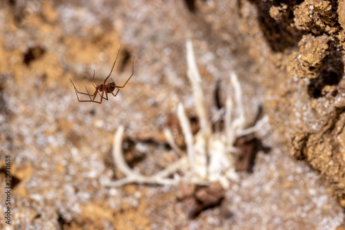 Araña sobre cordiceps