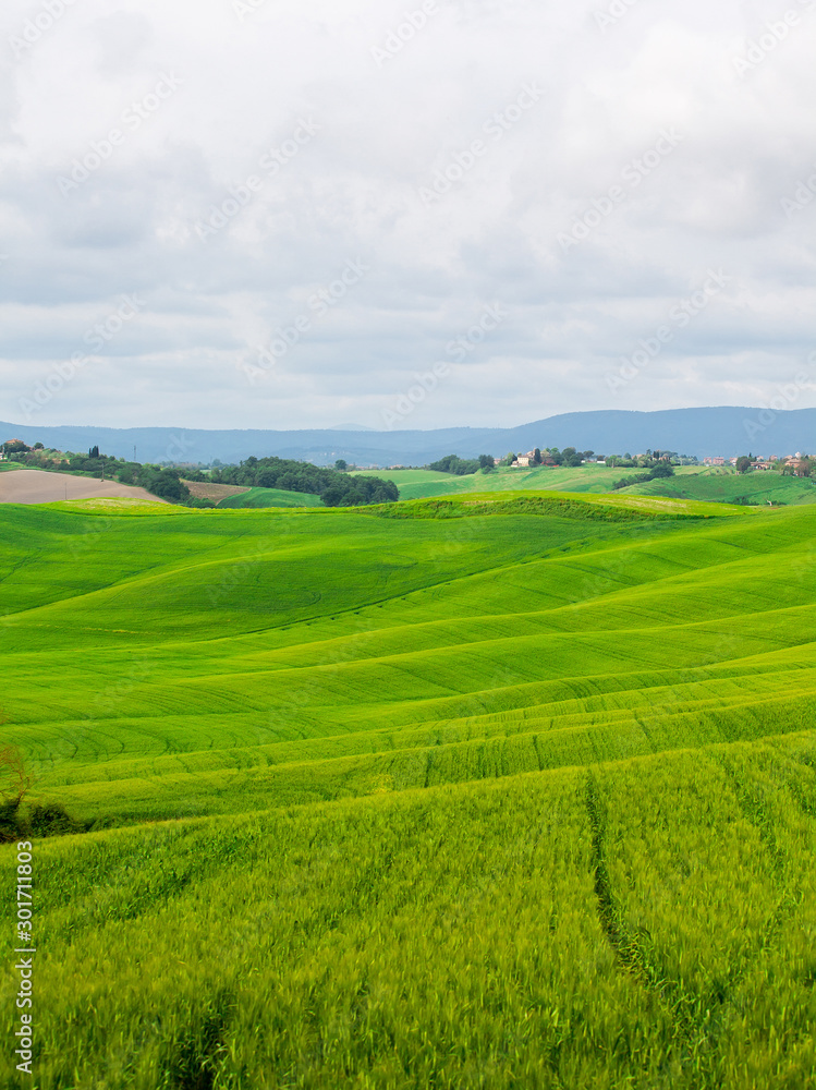 Beautiful summer rural landscape with wavy hills, Tuscany, Italy