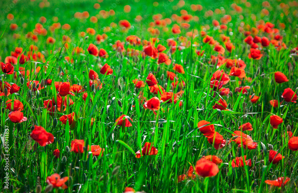 red poppies