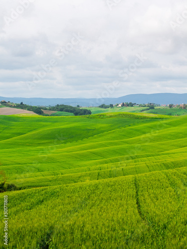 Beautiful summer rural landscape with wavy hills  Tuscany  Italy