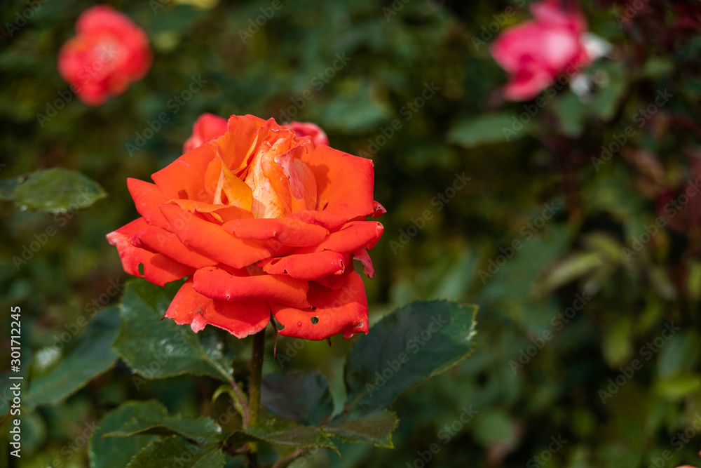 バラの花 バラの花