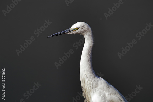 A closeup portrait of an adult little egret (Egretta garzetta) near the shore of a pond.