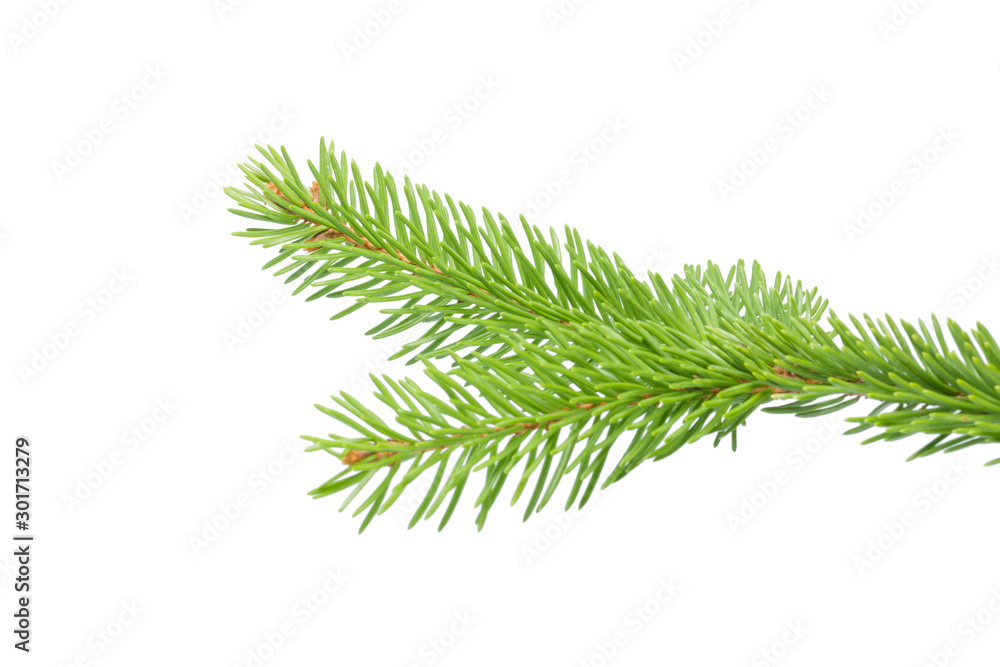 Fresh spruce green branch isolated on white Fresh spruce green branch isolated on white