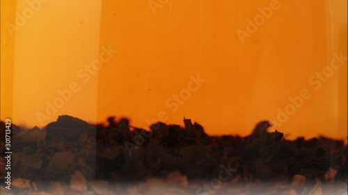 Tea ceremony. Black tea leaves are brewed in boiling water in a transparent pot on white table against white background. Time lapse. 4K.