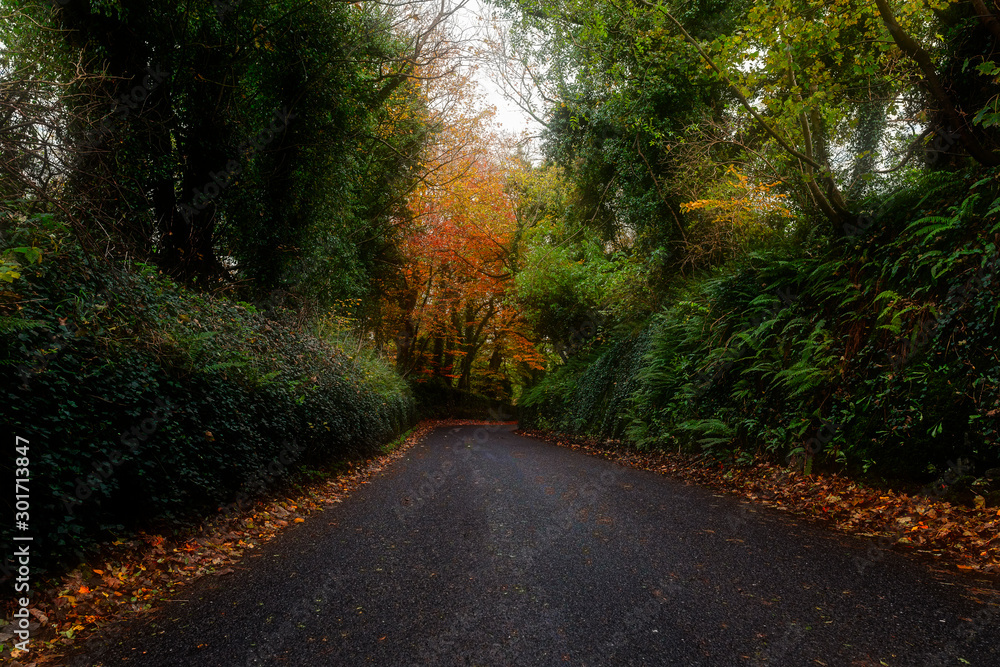 Autumn in Kentstown co.Meath Ireland  