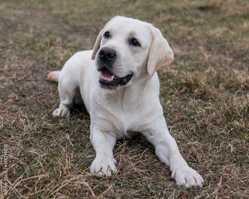 Labrador