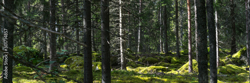 Fototapeta Naklejka Na Ścianę i Meble -  Vom Sonnenlicht angestrahlter Waldboden in Schweden