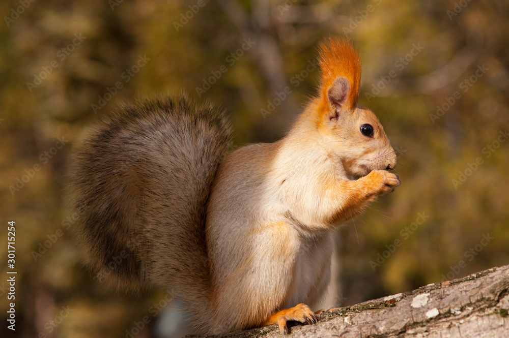 Red Squirrel sits on a tree and gnaws a nut Red Squirrel sits on a tree and gnaws a nut