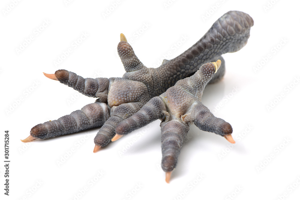 Obraz premium Fresh or raw black chicken feet on white background