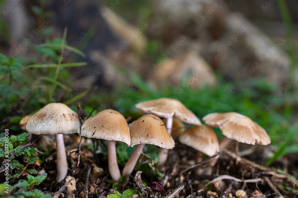 Small mushrooms in their natural environment. Small mushrooms in their natural environment.