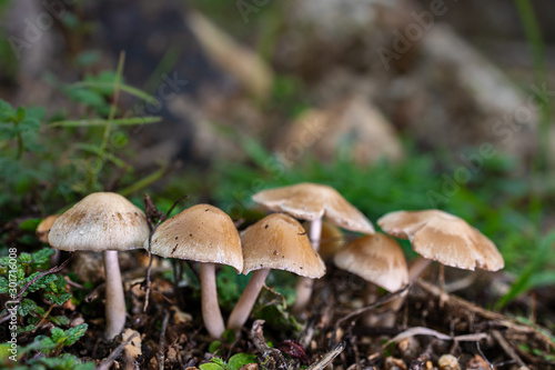 Small mushrooms in their natural environment.