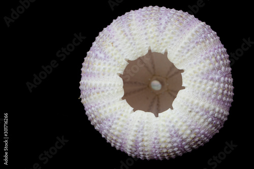 Sea urchin shell