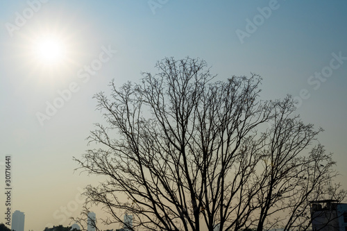 Dry branch of dead tree alone without leaves with sun, old bare tree on morning sky background. Landscape abstract background.