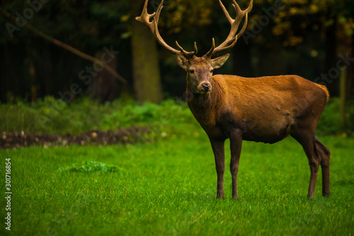 A red deer stag grazes in a meadow in an autumn afternoon.