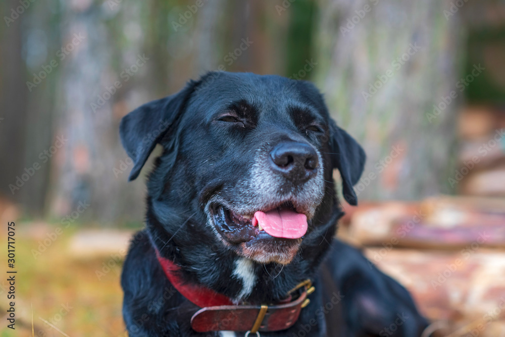 Portrait of a Labrador in the village. Photographed close-up.