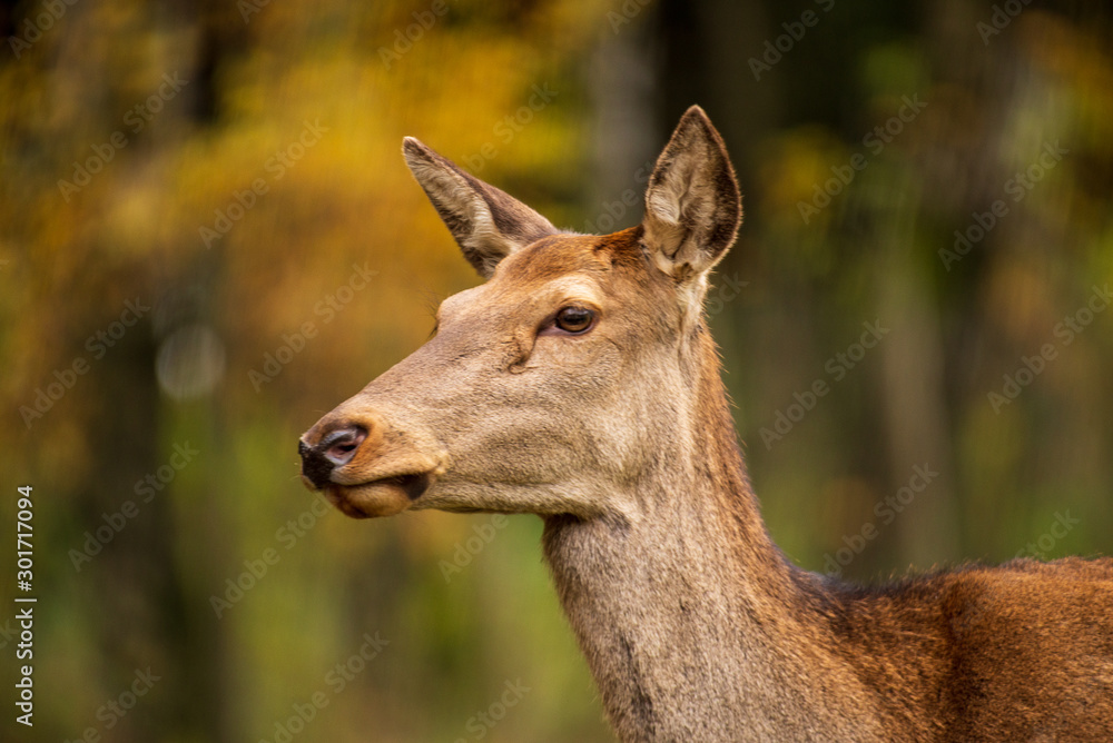 A doe stands alone in the forest A doe stands alone in the forest