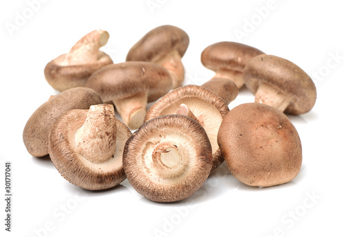 Shiitake mushroom on the White background 