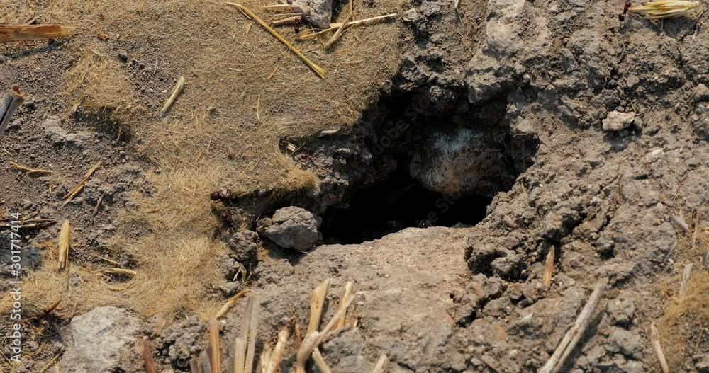 Ants work vigorously on their way to their home on earth. Ants work vigorously on their way to their home on earth.
