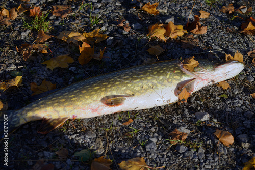 Fototapeta Naklejka Na Ścianę i Meble -  pike, sweden