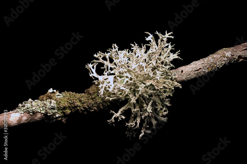 branch, moss, lava of a tree, sweden