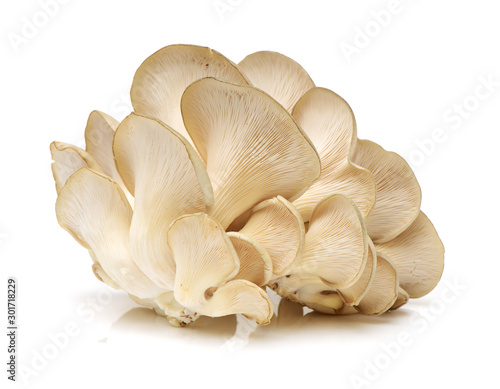 oyster mushroom on white background